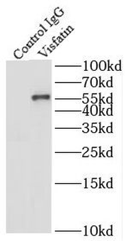 NAMPT Rabbit Polyclonal Antibody