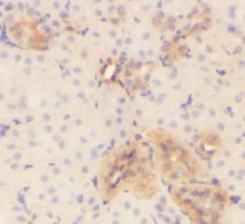 VMO1 Rabbit Polyclonal Antibody