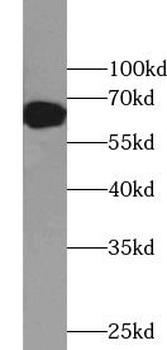 WDR1 Rabbit Polyclonal Antibody