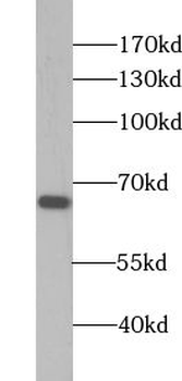 CFAP52 Rabbit Polyclonal Antibody