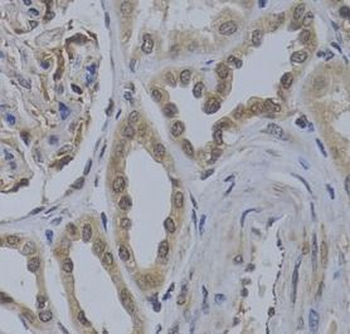WDR5 Rabbit Polyclonal Antibody