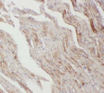 CCN4 Rabbit Polyclonal Antibody