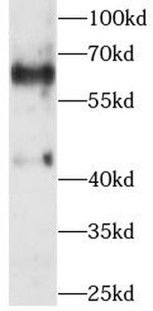 WNT3 Rabbit Polyclonal Antibody