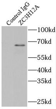 ZC3H12A Rabbit Polyclonal Antibody
