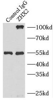 ZHX2 Rabbit Polyclonal Antibody