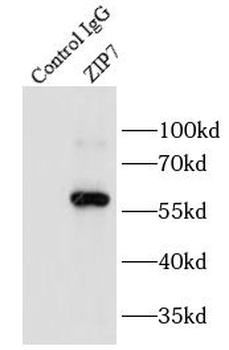 SLC39A7 Rabbit Polyclonal Antibody