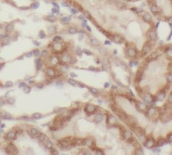 SLC39A7 Rabbit Polyclonal Antibody