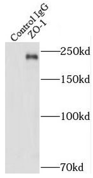 TJP1 Rabbit Polyclonal Antibody
