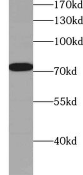 ZXDC Rabbit Polyclonal Antibody