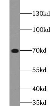 ELN Rabbit Polyclonal Antibody