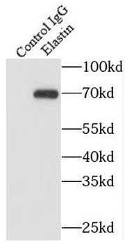 ELN Rabbit Polyclonal Antibody
