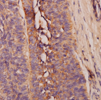 Asprosin Rabbit Polyclonal Antibody