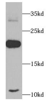 TNF alpha Rabbit Polyclonal Antibody