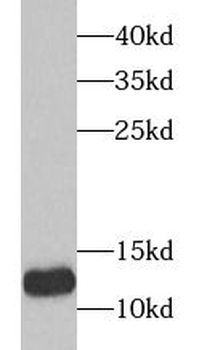 TXN2 Rabbit Polyclonal Antibody