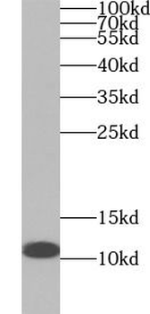 CYCS Mouse Monoclonal Antibody