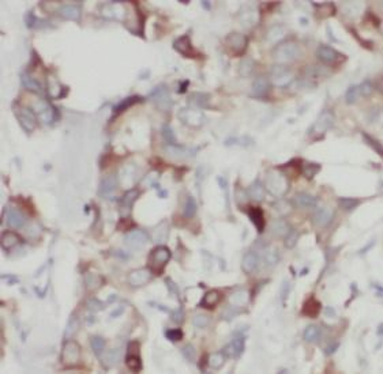 CYCS Mouse Monoclonal Antibody