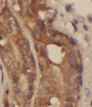 RPL29 Rabbit Polyclonal Antibody