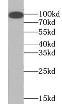 TLR4 Mouse Monoclonal Antibody