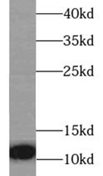 CXCL8 Rabbit Polyclonal Antibody