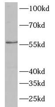 NECTIN1 Rabbit Polyclonal Antibody