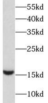 BIRC5 Rabbit Polyclonal Antibody