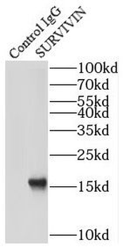 BIRC5 Rabbit Polyclonal Antibody