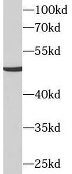 SLC16A7 Rabbit Polyclonal Antibody