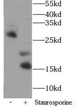 CASP3 Mouse Monoclonal Antibody