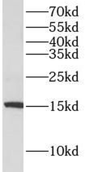 AIF1 Rabbit Polyclonal Antibody