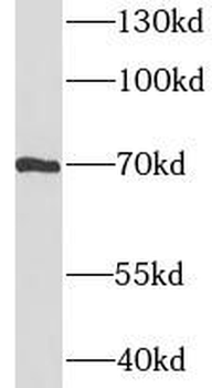IL4I1 Rabbit Polyclonal Antibody