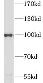 HSP90AA1 Rabbit Polyclonal Antibody