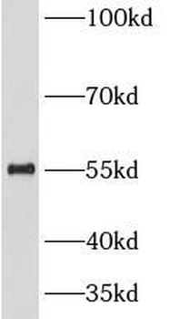 CDC20 Rabbit Polyclonal Antibody