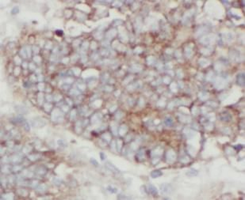 CDC20 Rabbit Polyclonal Antibody