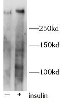 Phospho MTOR (S2448) Rabbit Polyclonal Antibody