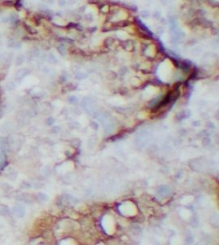 APOBEC3A Rabbit Polyclonal Antibody