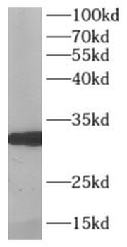 MPG Rabbit Polyclonal Antibody