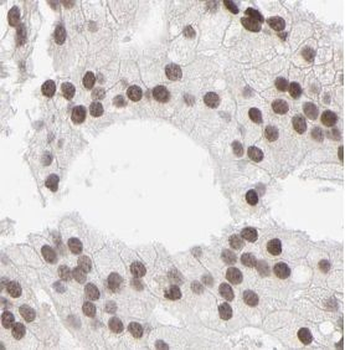 MPG Rabbit Polyclonal Antibody