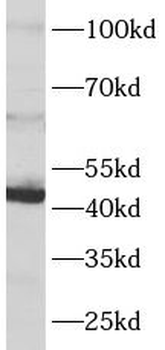 CBLIF Rabbit Polyclonal Antibody