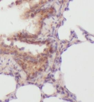 MSI1 Rabbit Polyclonal Antibody