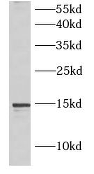 IL5 Rabbit Polyclonal Antibody