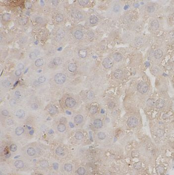 EFS Rabbit Polyclonal Antibody