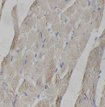 MYBPC3 Rabbit Polyclonal Antibody