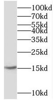 CST3 Rabbit Polyclonal Antibody