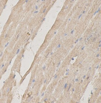 IFNLR1 Rabbit Polyclonal Antibody
