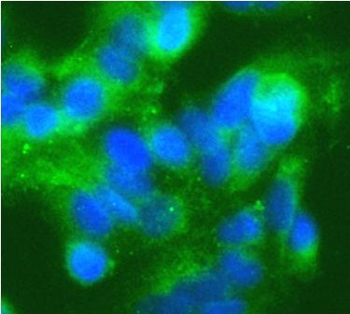 IRAK4 Rabbit Polyclonal Antibody