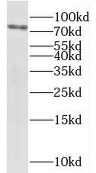 IKBKE Rabbit Polyclonal Antibody