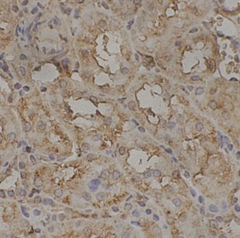 IKBKE Rabbit Polyclonal Antibody