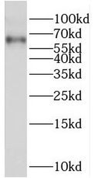 TRAF3 Rabbit Polyclonal Antibody