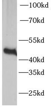 ERK1 Rabbit Polyclonal Antibody