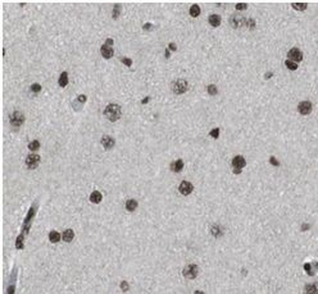 NeuN Mouse Monoclonal Antibody